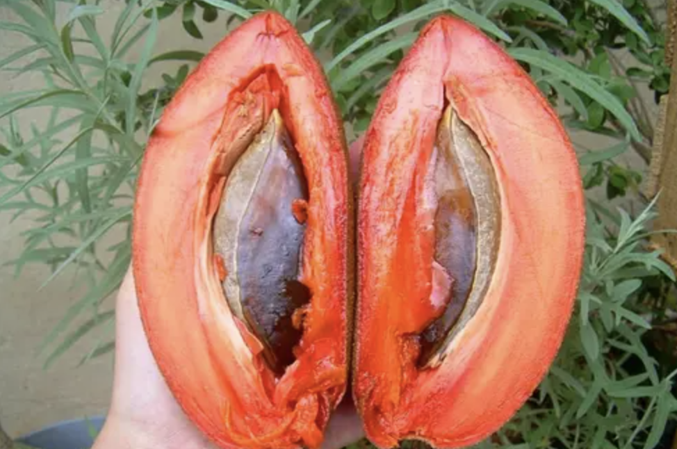 Sapota